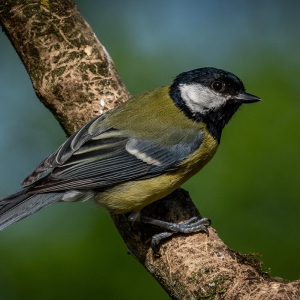 Redwell   02 06 2020   D500   Les 61.jpg